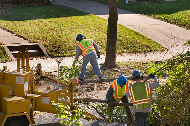 Best Tree Planting  in USA